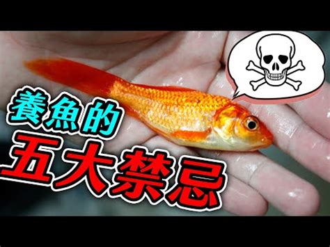 養魚要注意什麼|新手養魚知識